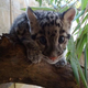 Illustration for article titled Clouded Leopard Cuteness Never Ends!